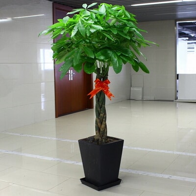 Prosperity Braided Tree